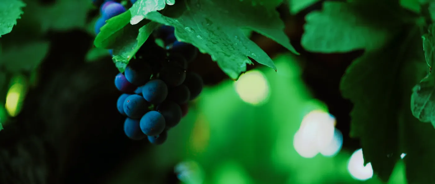 Bonaventure · Winery brand film